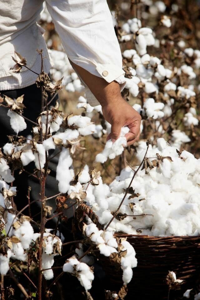 Xinjiang cotton field and hand-picked cotton